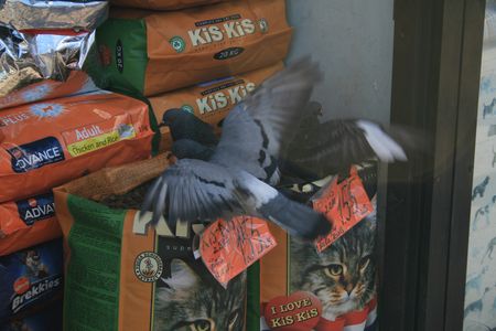 Puesto de comida para gatos